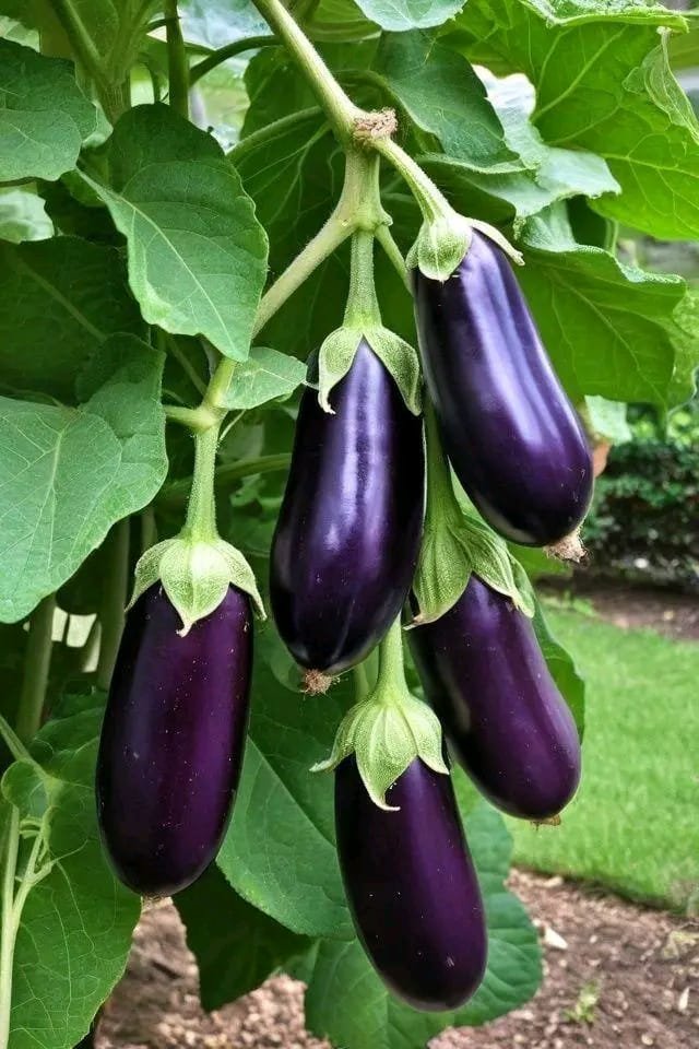 Aubergines