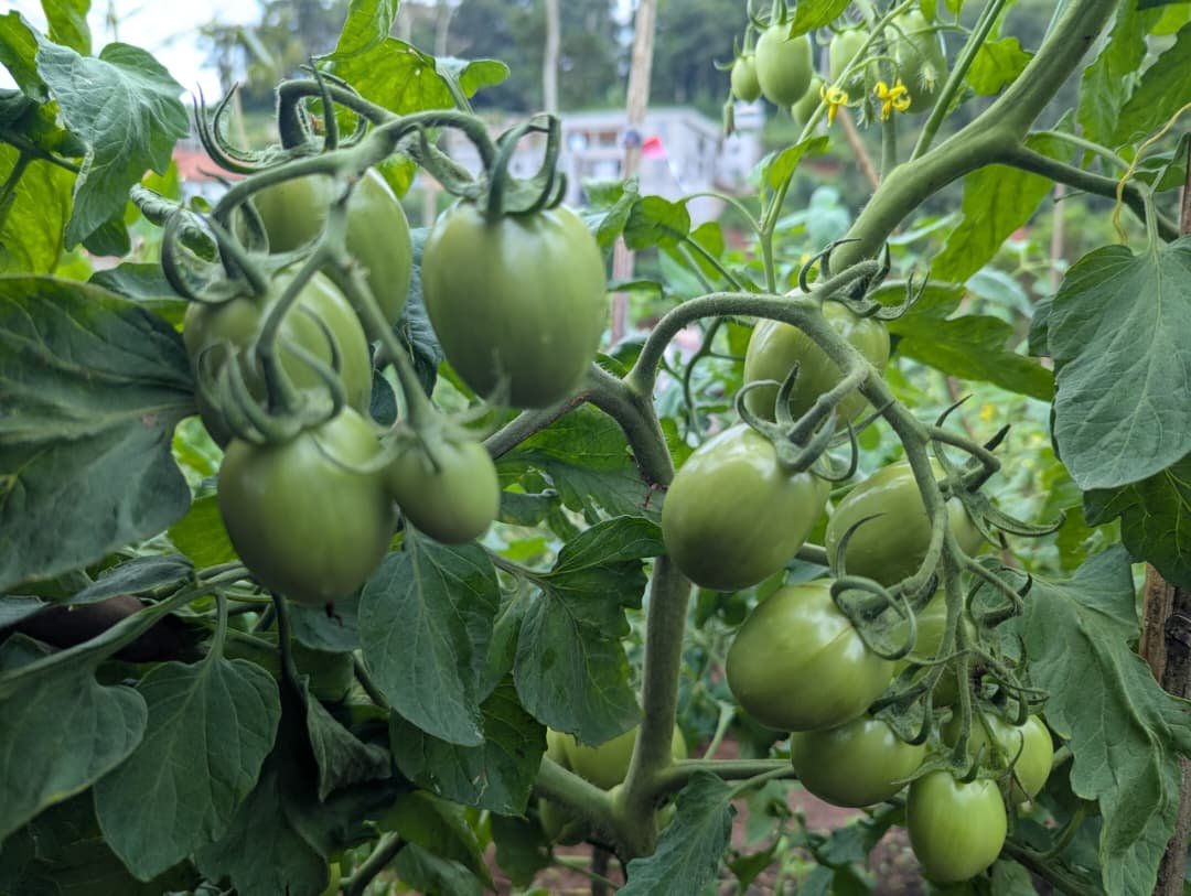 Tomates